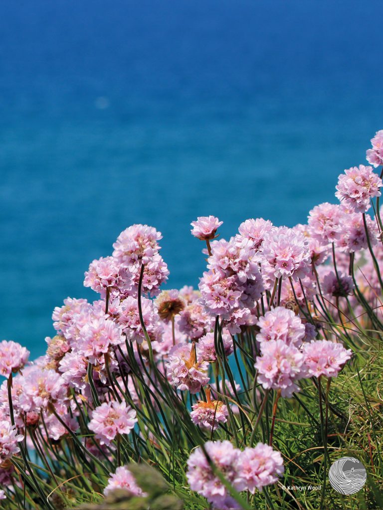 Sea thrift