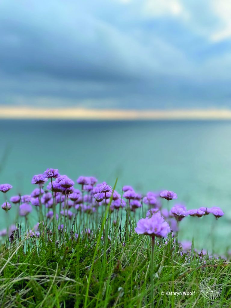 Sea Pink